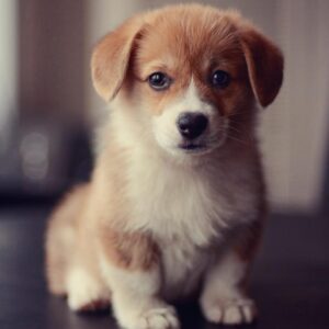 Anthony Pembroke Welsh Corgi Puppies