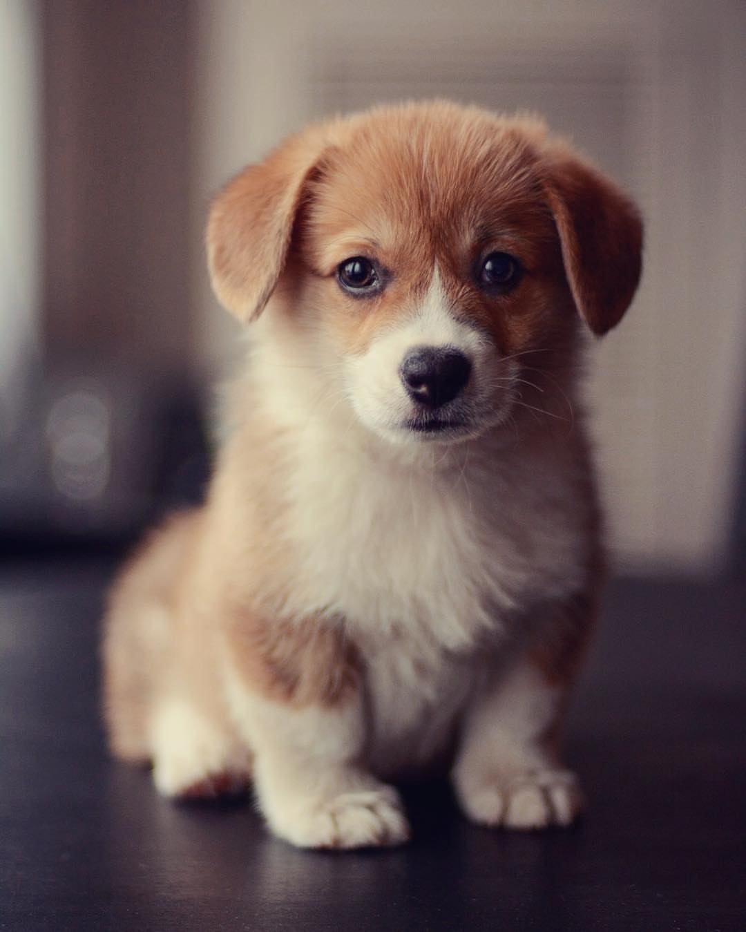 Anthony Pembroke Welsh Corgi Puppies