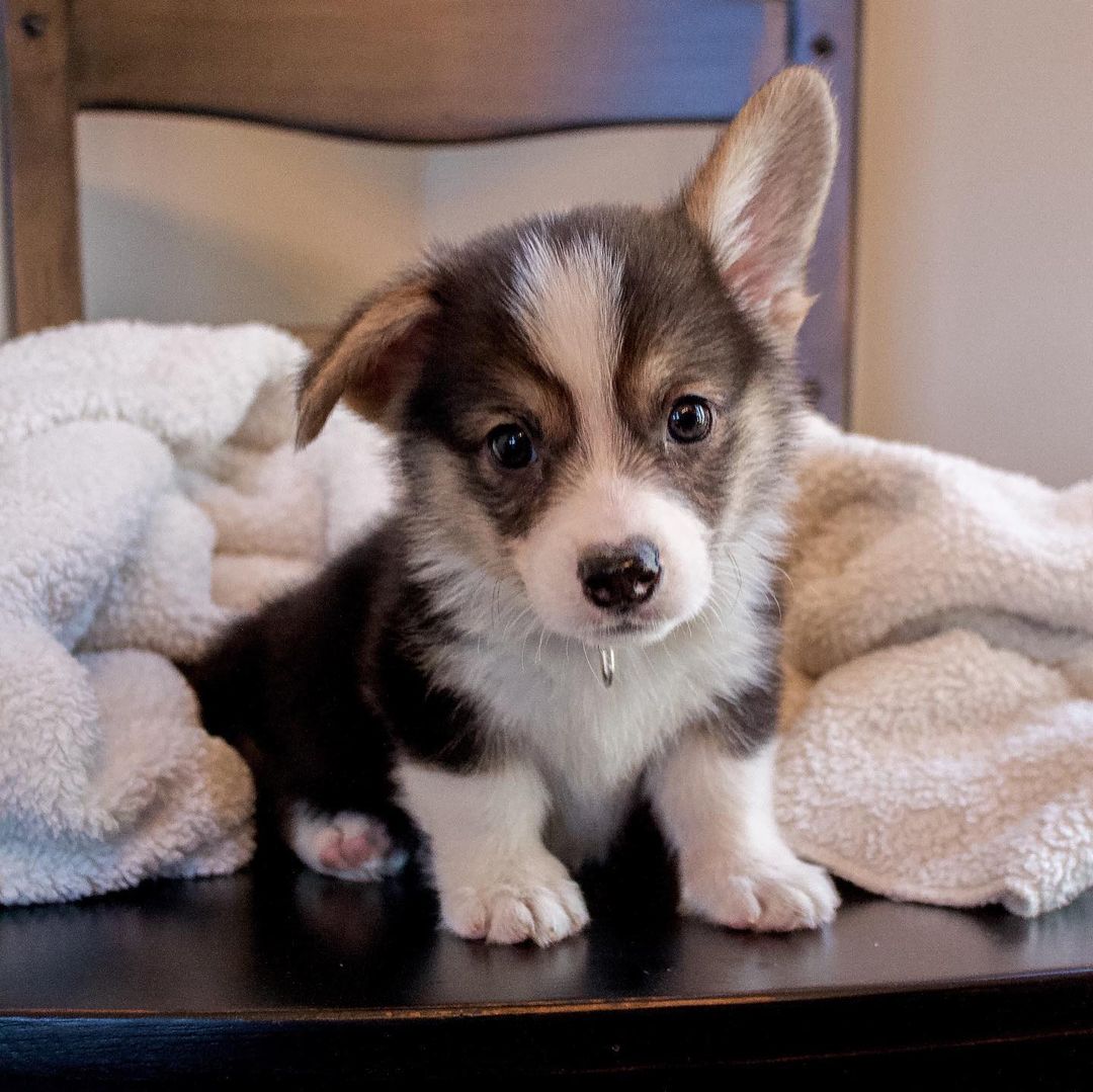Benny Pembroke Welsh Corgis for Sale