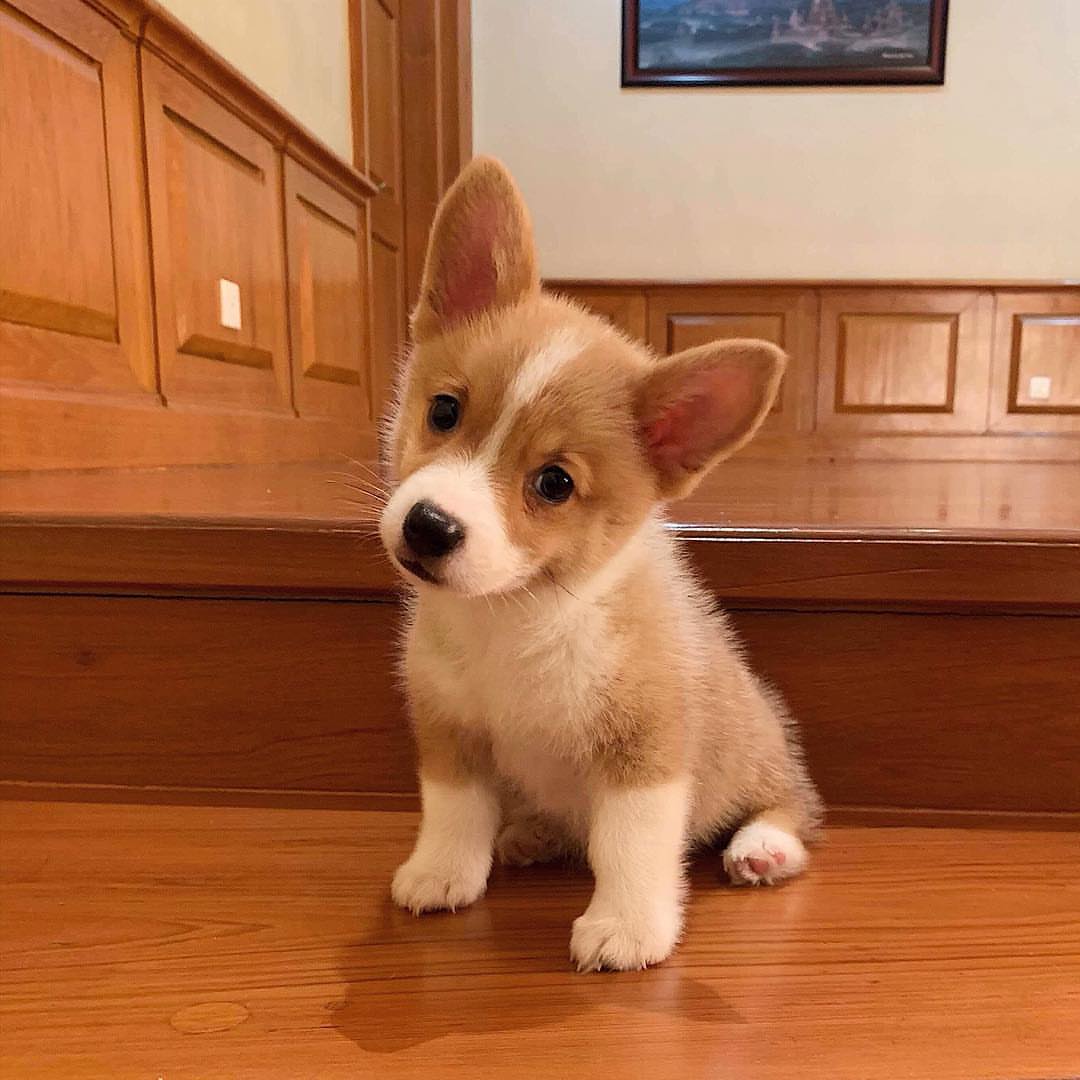 Buddy Adorable Corgi Puppy for Sale