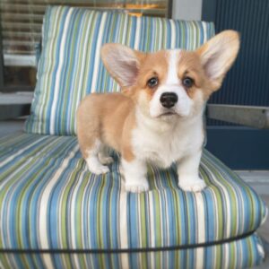 Freddie Exclusive Corgi Sale