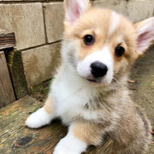 Jina Premium Welsh Corgi Puppies for Sale