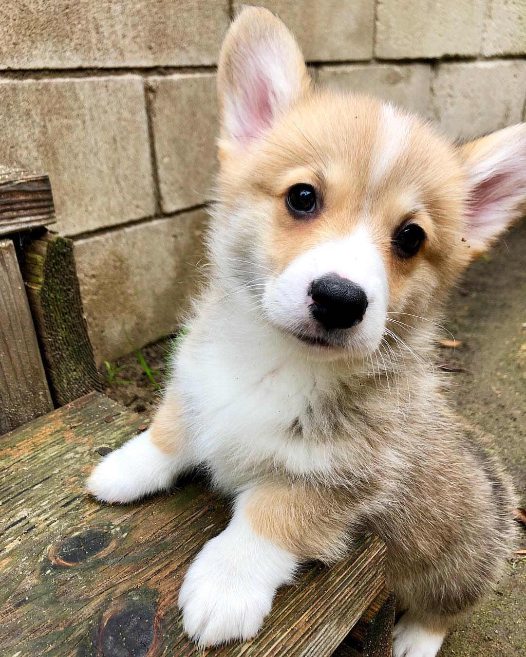 Jina Premium Welsh Corgi Puppies for Sale