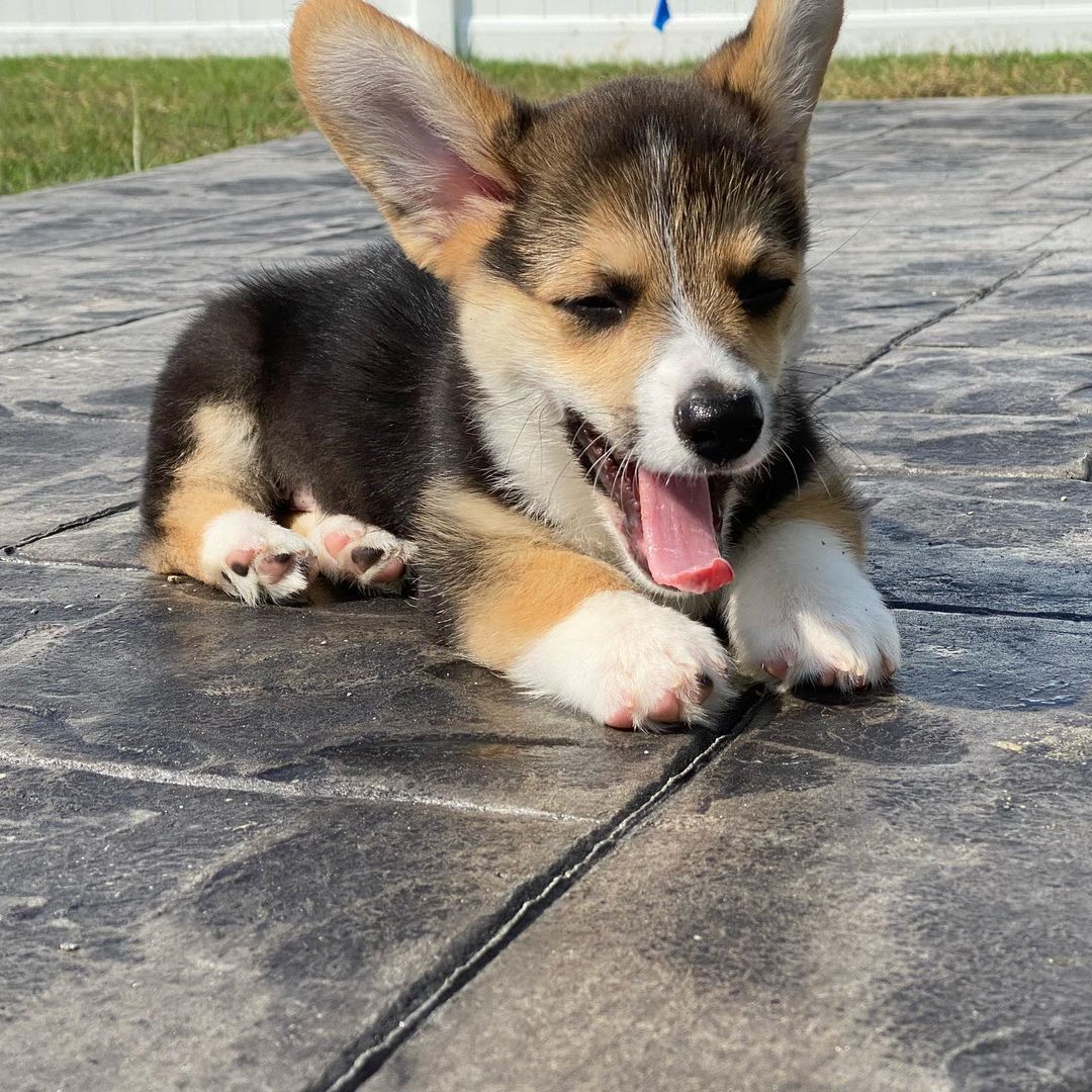 Mimi Premier Corgi Dog Breeders