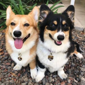 Pembroke Welsh Corgi Puppy for Sale