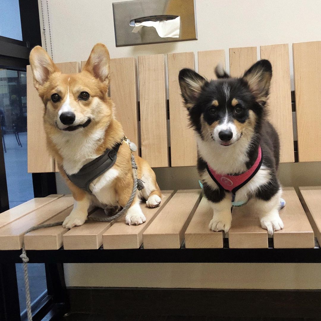 Premium Pembroke Welsh Corgi Puppies for Sale